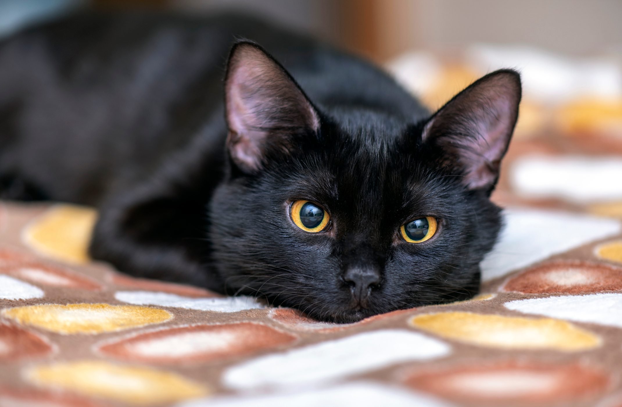 a cute black cat laying down, looking into the camera